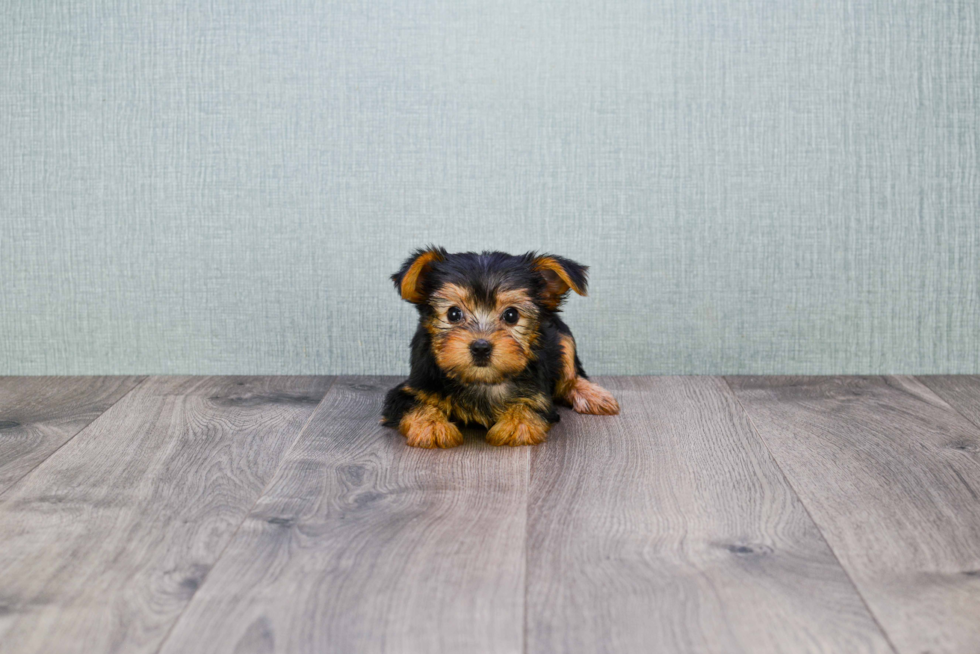 Meet Bella - our Yorkshire Terrier Puppy Photo 