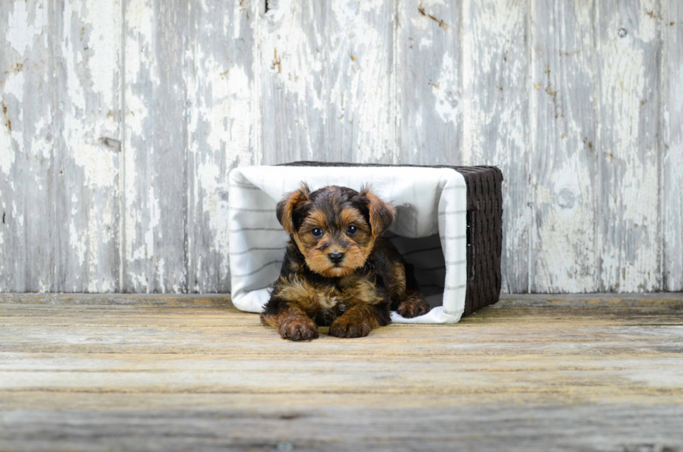 Energetic Yorkie Doodle Poodle Mix Puppy