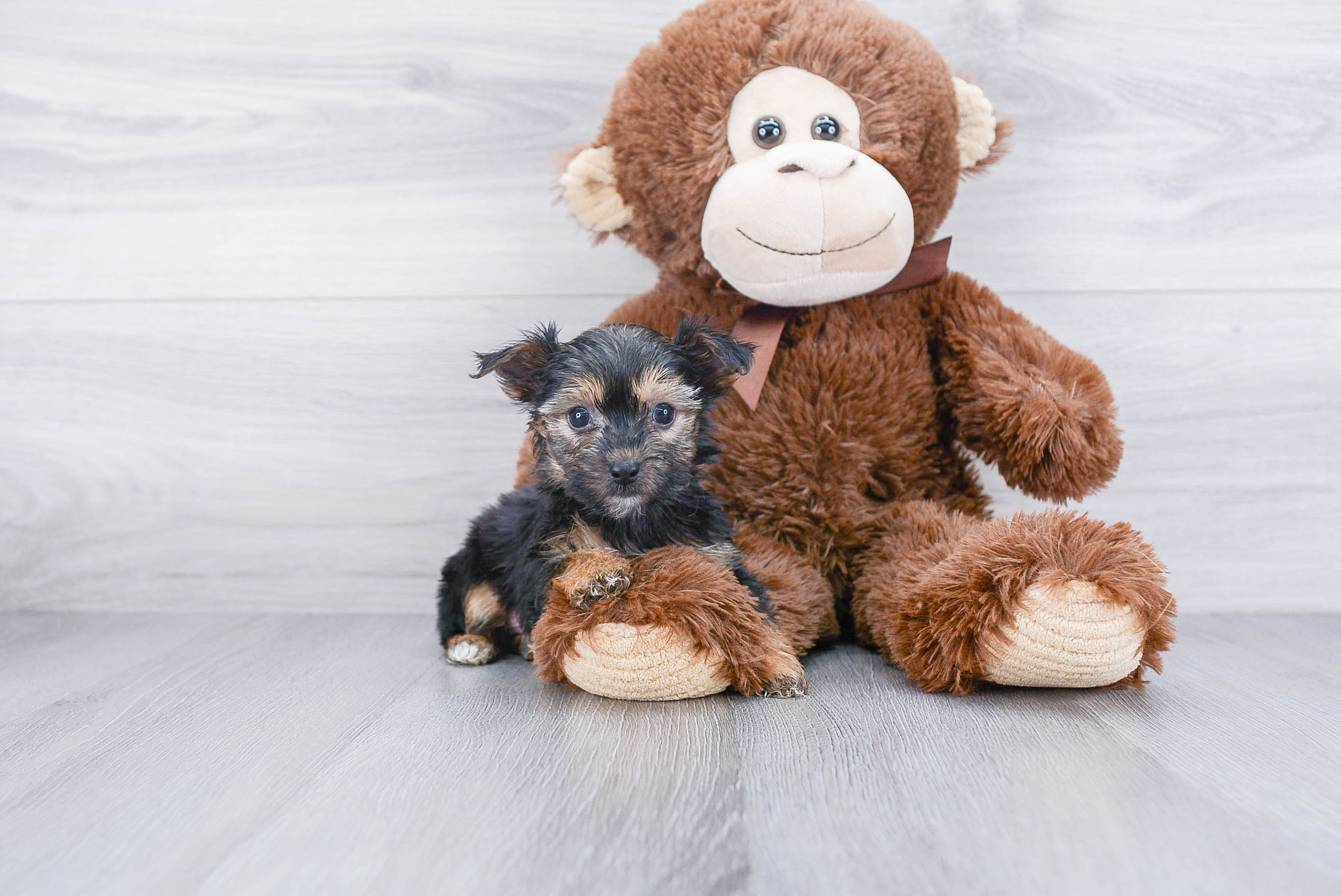 Adorable Yorkie Designer Puppy