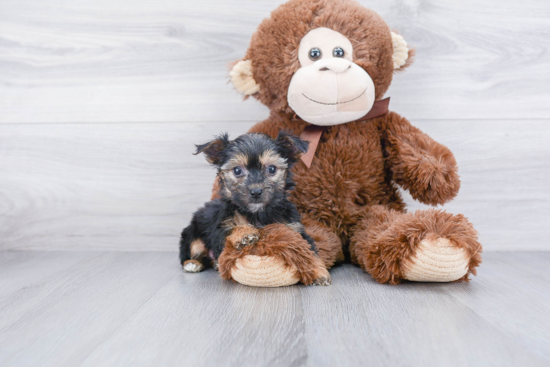 Adorable Yorkie Designer Puppy