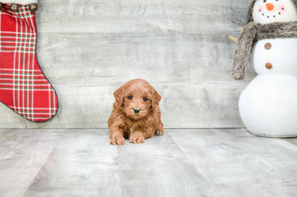 Mini Goldendoodle Puppy for Adoption