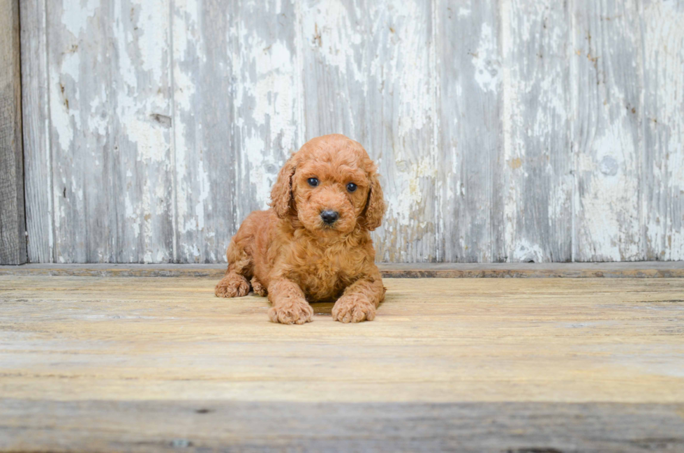 Energetic Golden Retriever Poodle Mix Puppy