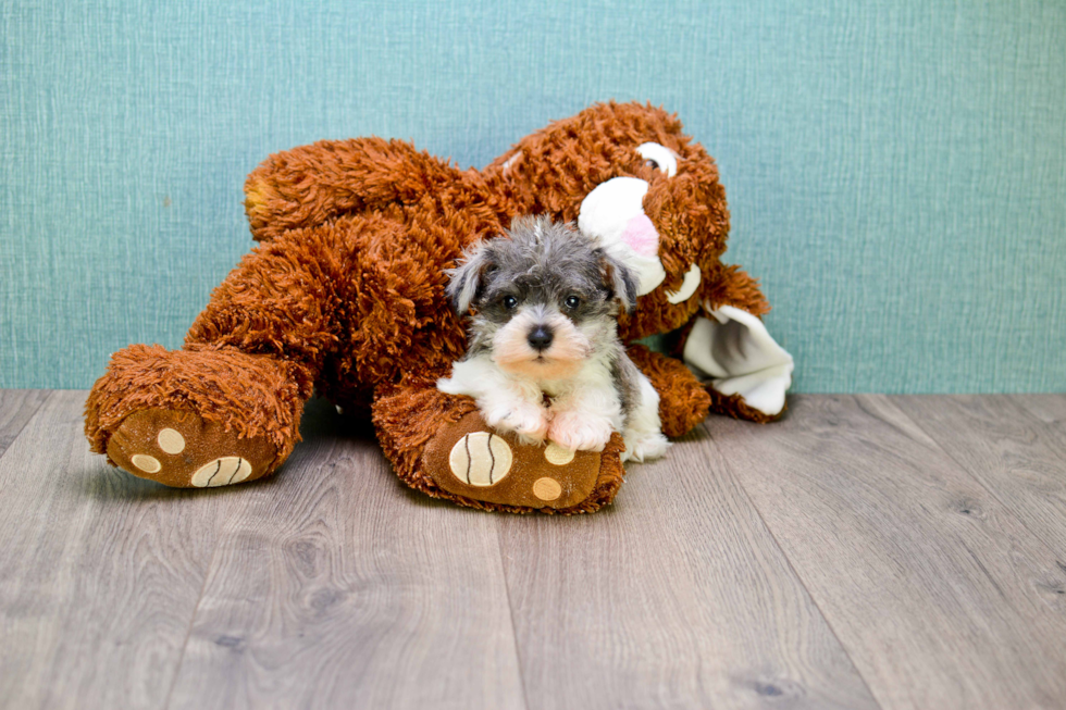 Mini Schnauzer Pup Being Cute