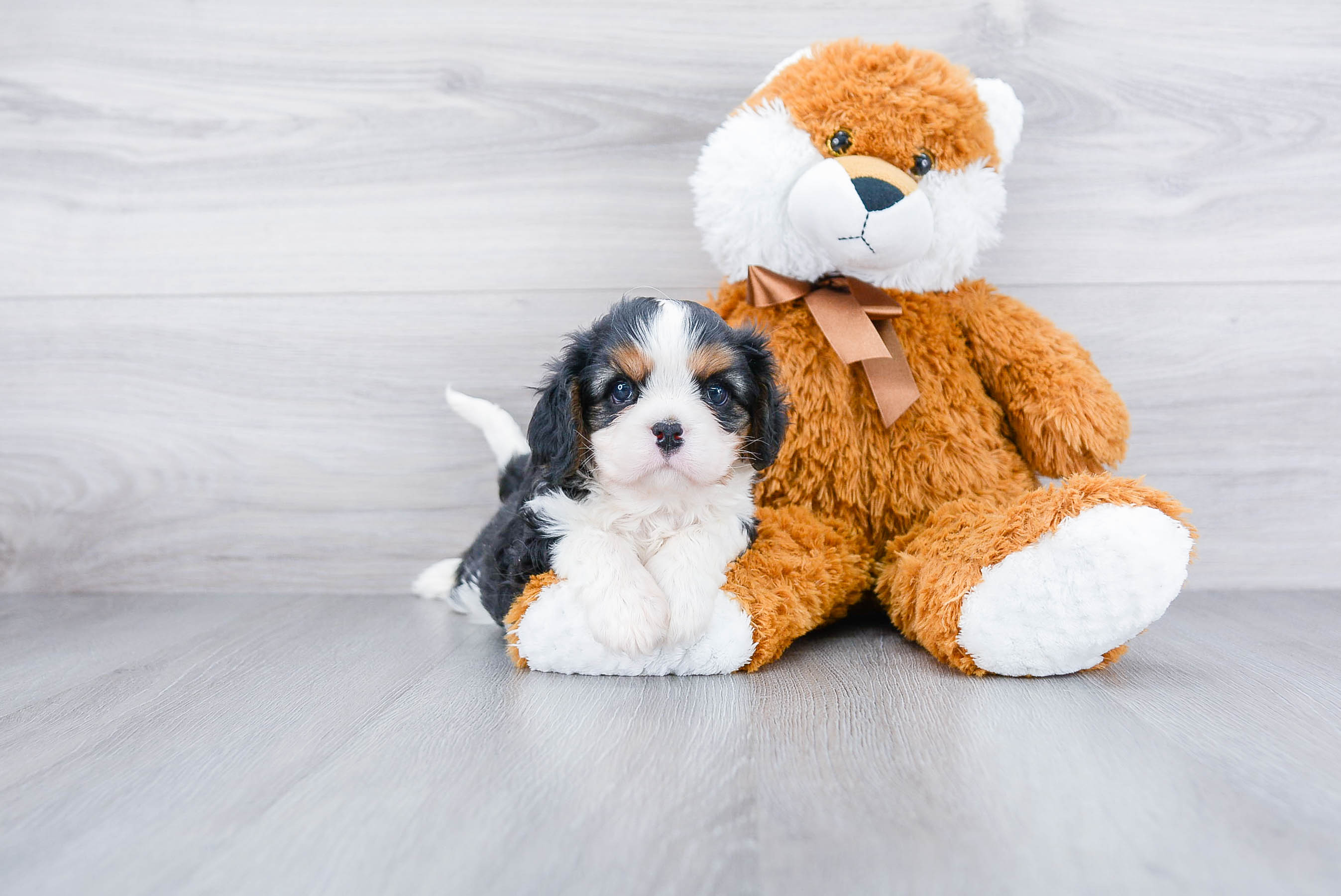 Adorable Cavalier King Charles Spaniel Purebred Puppy