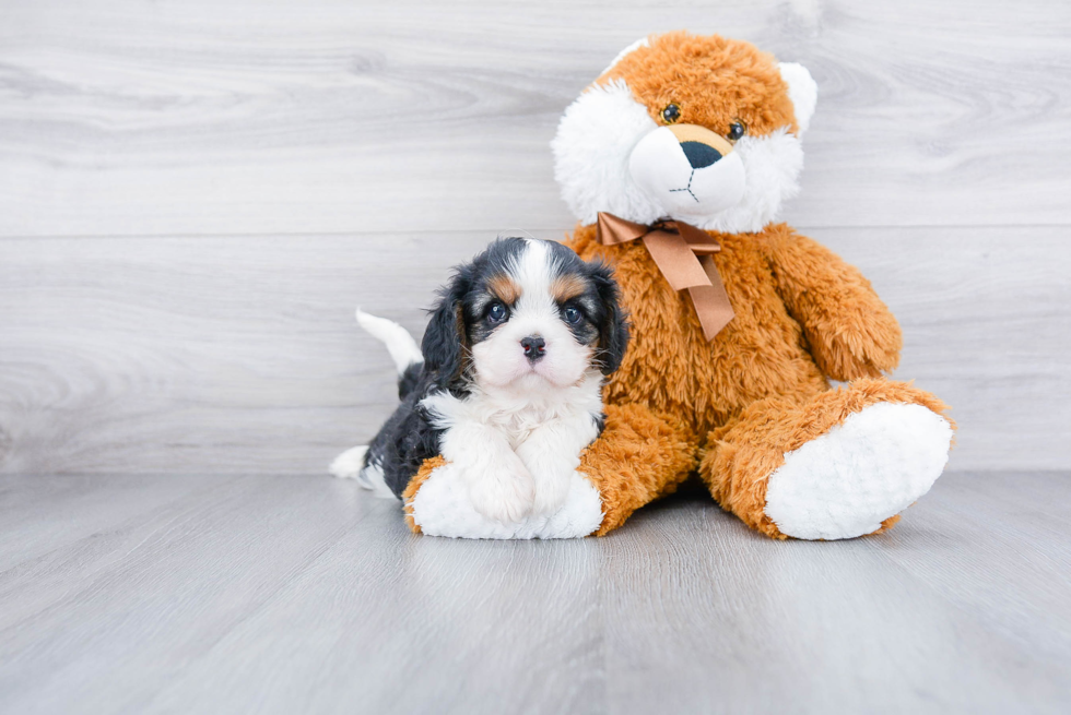 Adorable Cavalier King Charles Spaniel Purebred Puppy