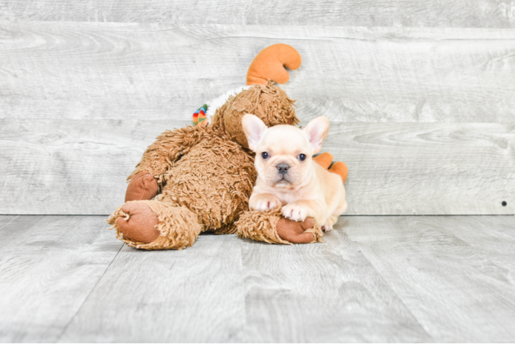 Happy Frenchie Purebred Puppy