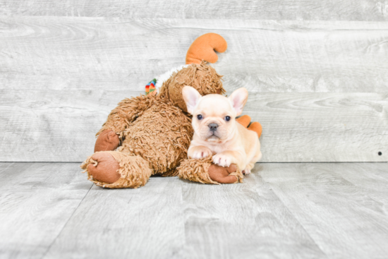 Happy Frenchie Purebred Puppy