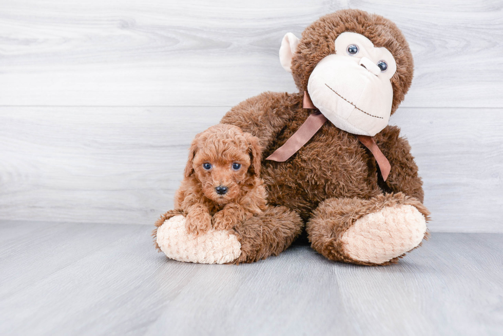 Smart Cavapoo Poodle Mix Pup