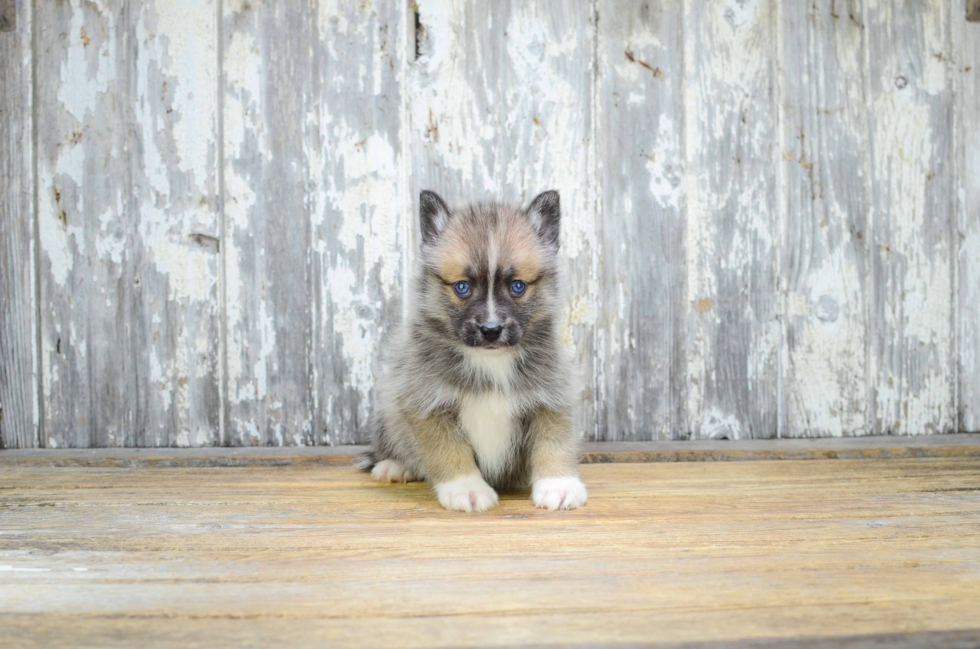 Little Mini Husky Designer Puppy