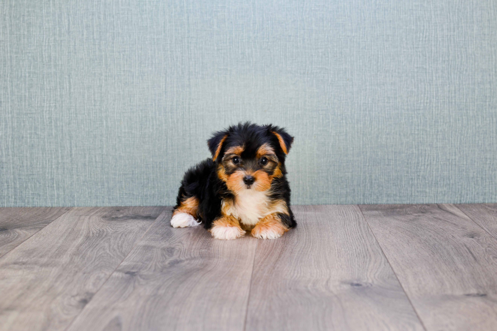 Meet Diddy - our Yorkshire Terrier Puppy Photo 