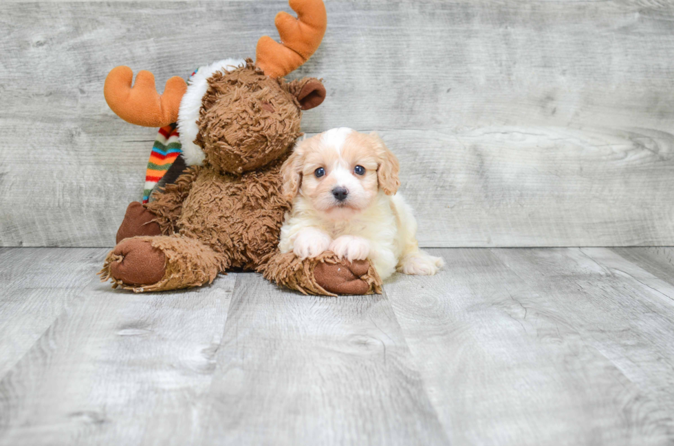 Cavachon Puppy for Adoption