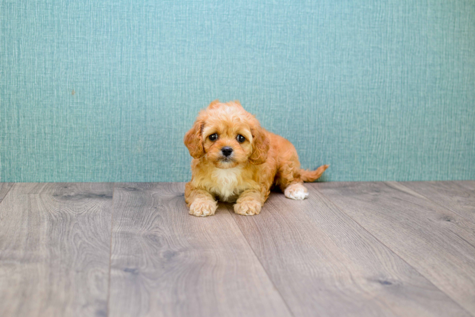 Adorable Cavoodle Poodle Mix Puppy