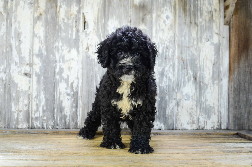 Adorable Bernadoodle Poodle Mix Puppy