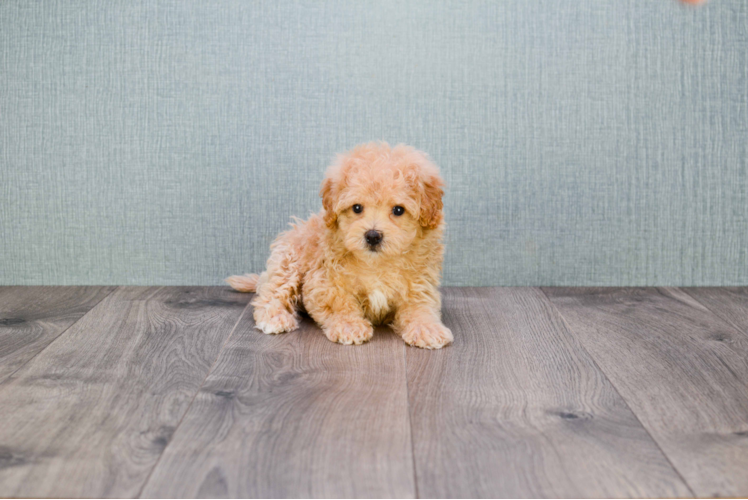 Maltipoo Puppy for Adoption