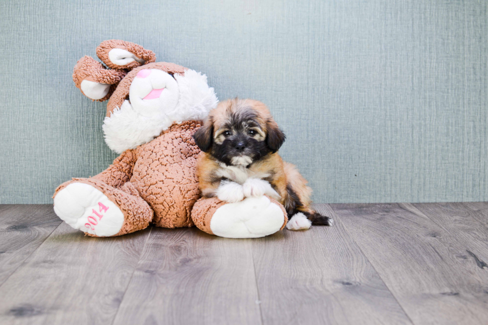 Popular Havanese Baby