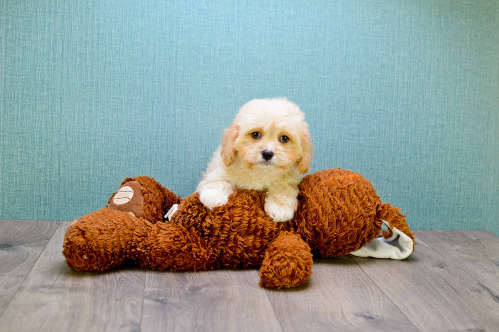 Best Cavapoo Baby