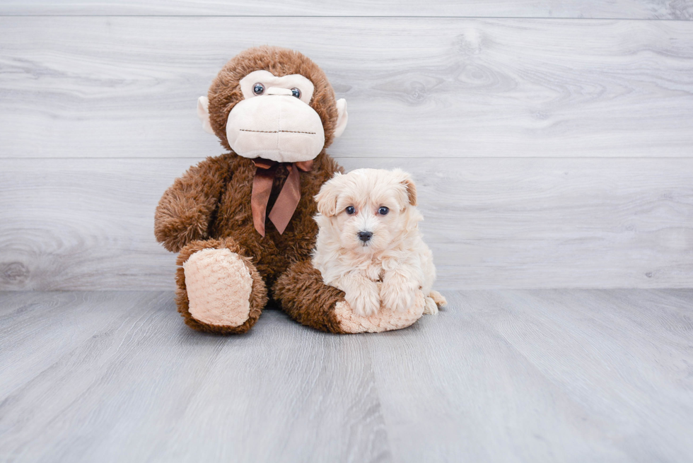 Smart Maltipoo Poodle Mix Pup