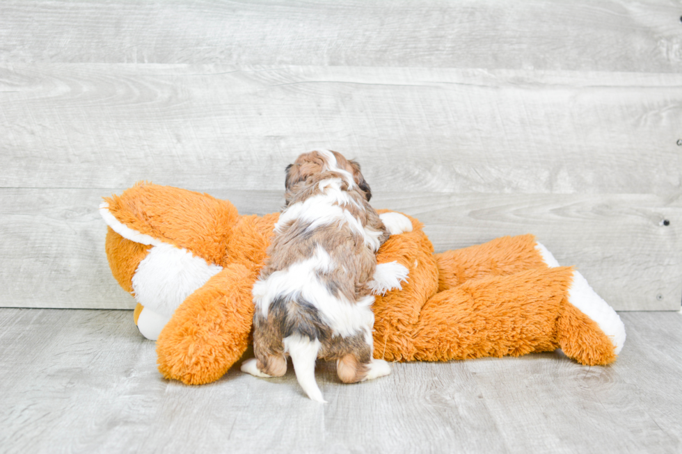 Funny Cavachon Designer Pup