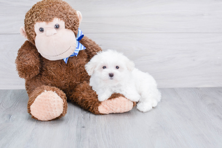 Maltese Pup Being Cute