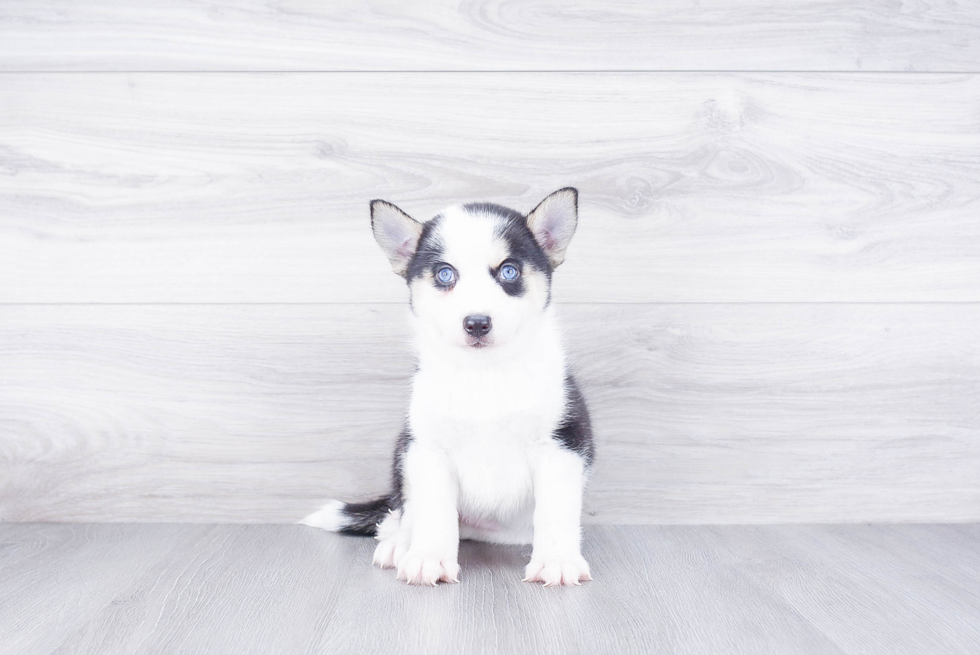 Fluffy Pomsky Designer Pup