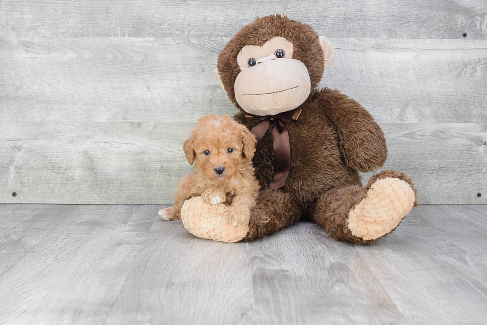 Energetic Cavoodle Poodle Mix Puppy