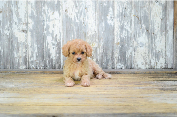 Cavapoo Pup Being Cute