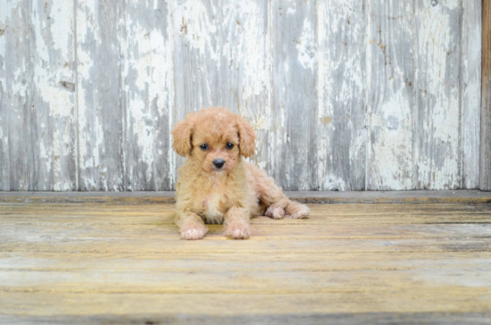 Cavapoo Pup Being Cute