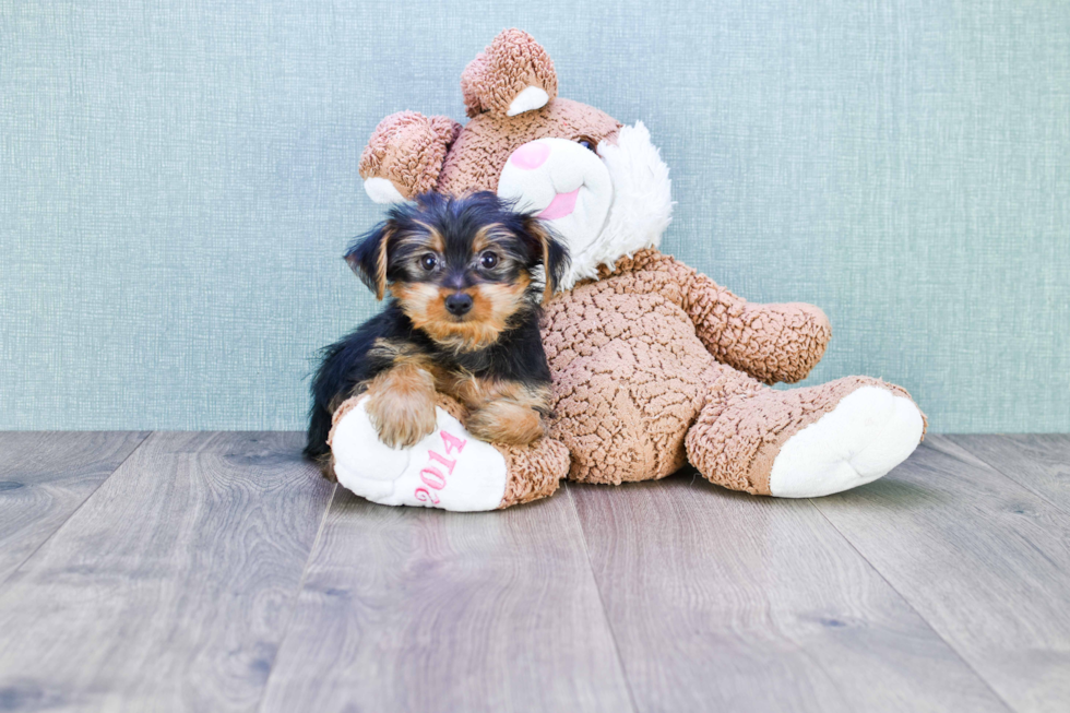 Meet Jenkins - our Yorkshire Terrier Puppy Photo 