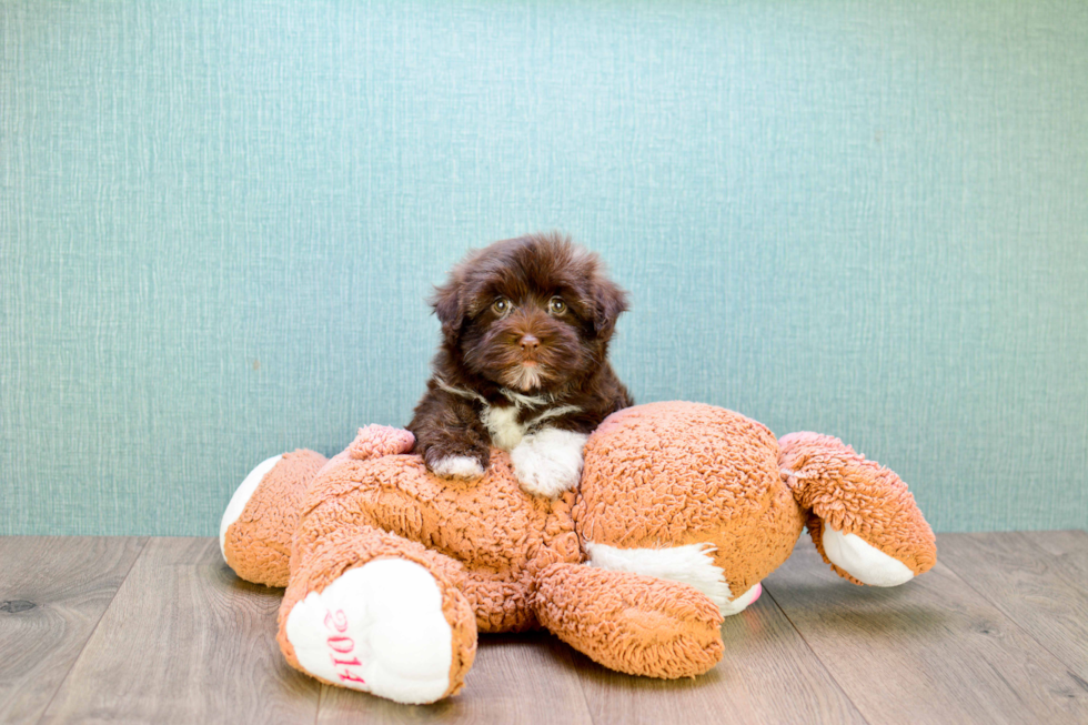 Petite Havanese Purebred Puppy