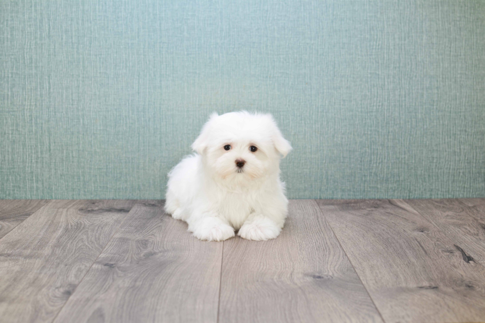 Funny Maltese Baby