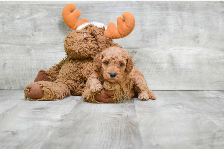 Mini Goldendoodle Puppy for Adoption