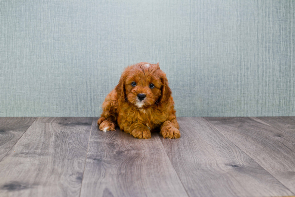 Smart Cavapoo Poodle Mix Pup