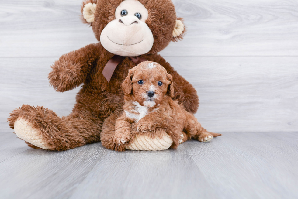 Sweet Cavapoo Baby