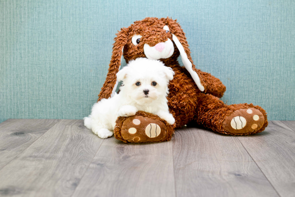 Popular Maltese Baby