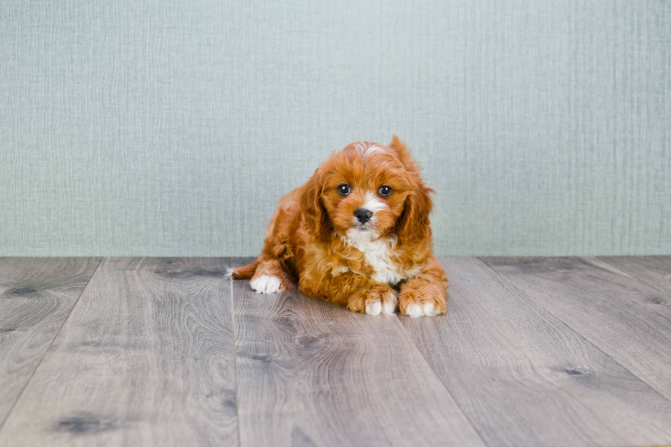 Playful Cavoodle Poodle Mix Puppy