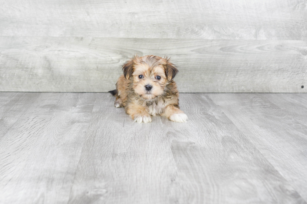 Morkie Puppy for Adoption