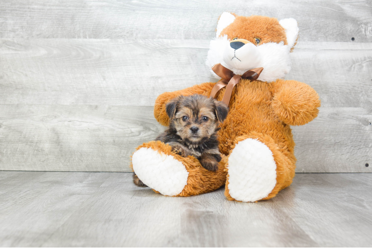Petite Shorkie Designer Pup