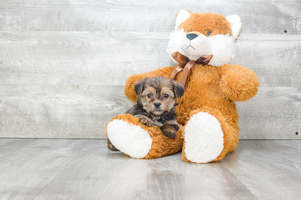 Petite Shorkie Designer Pup
