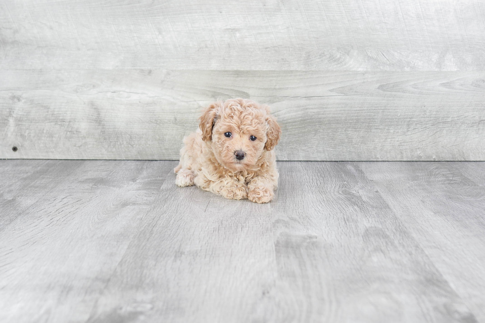 Maltipoo Puppy for Adoption