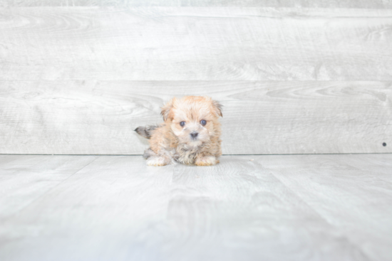 Friendly Morkie Baby