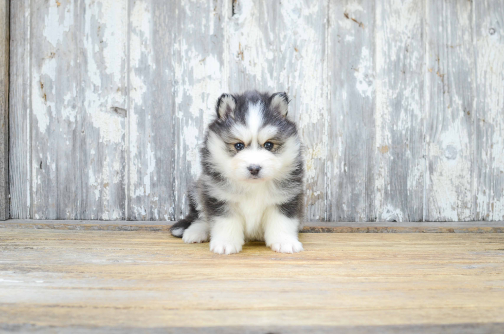 Pomsky Puppy for Adoption