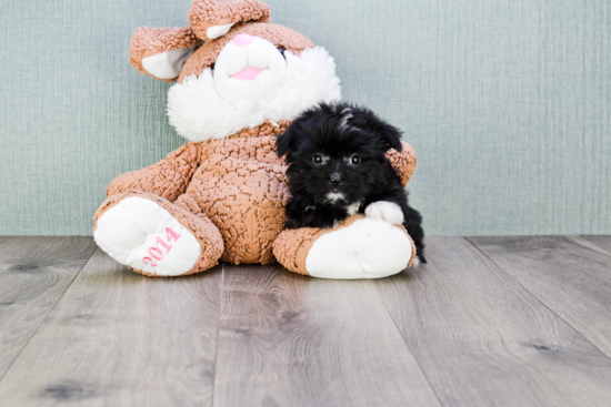 Cute Morkie Baby