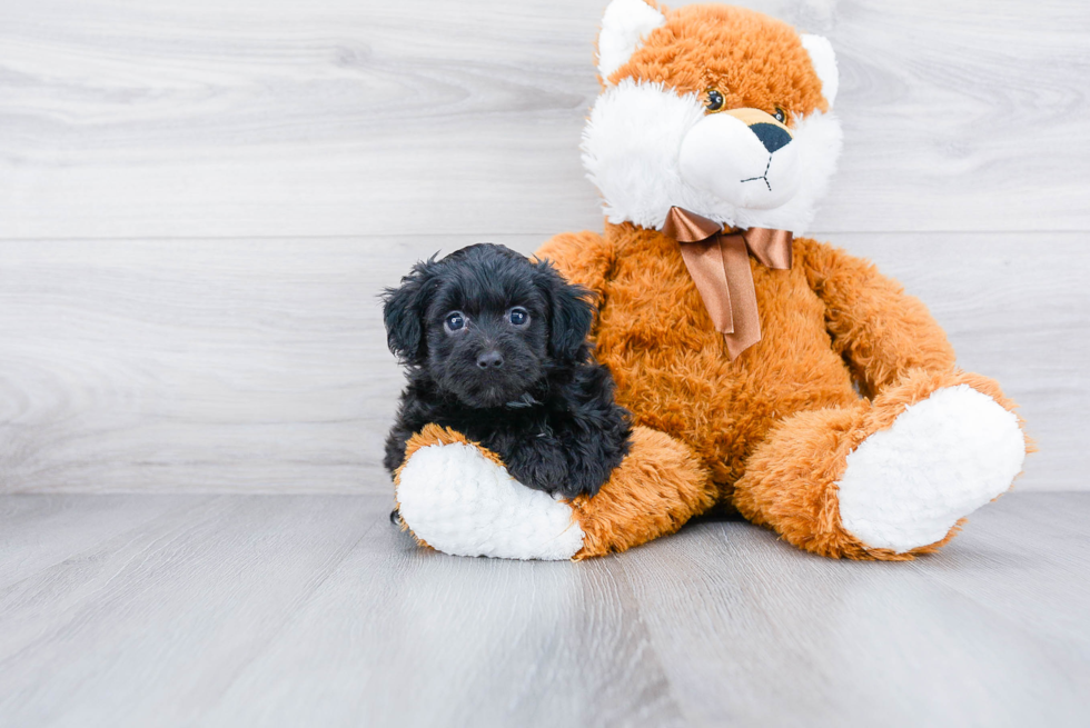 Adorable Aussiepoo Poodle Mix Puppy