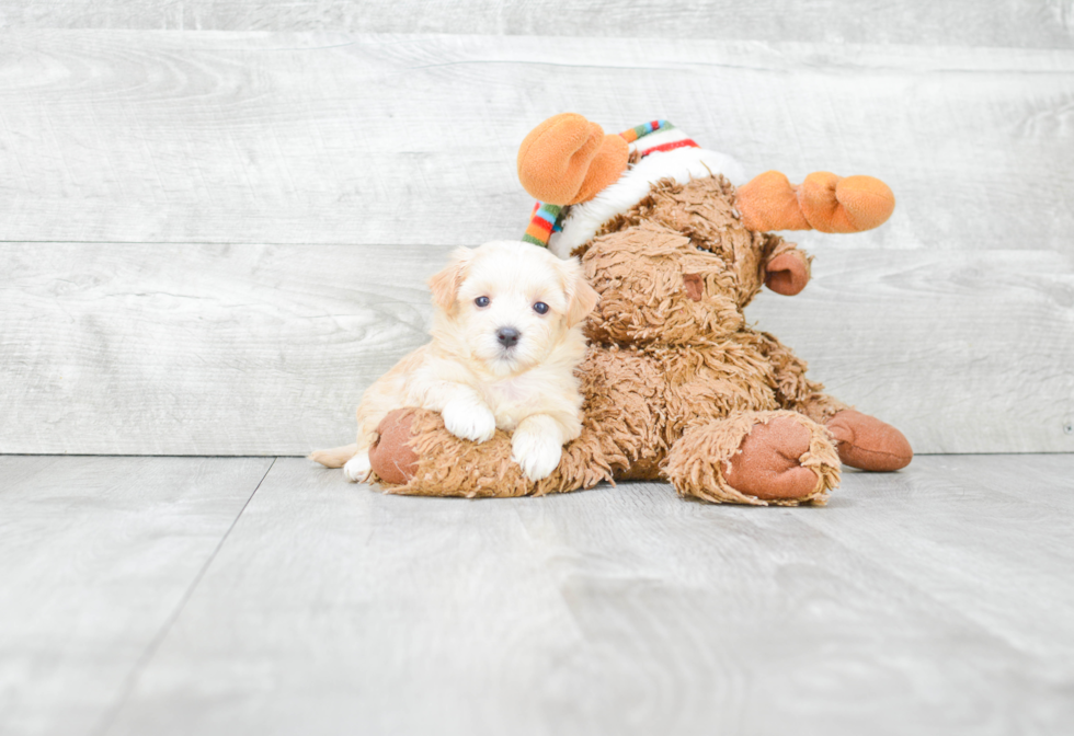 Smart Maltipoo Poodle Mix Pup