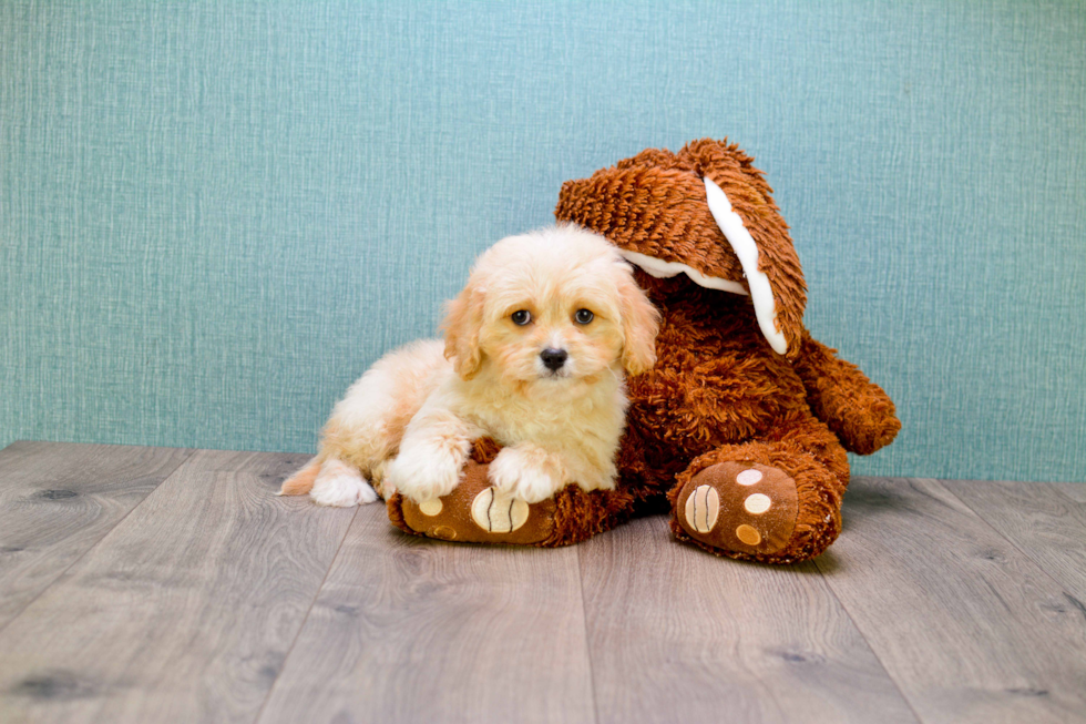 Cavapoo Pup Being Cute