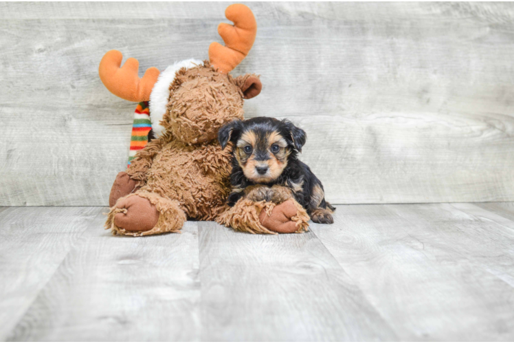 Energetic Yorkie Doodle Poodle Mix Puppy