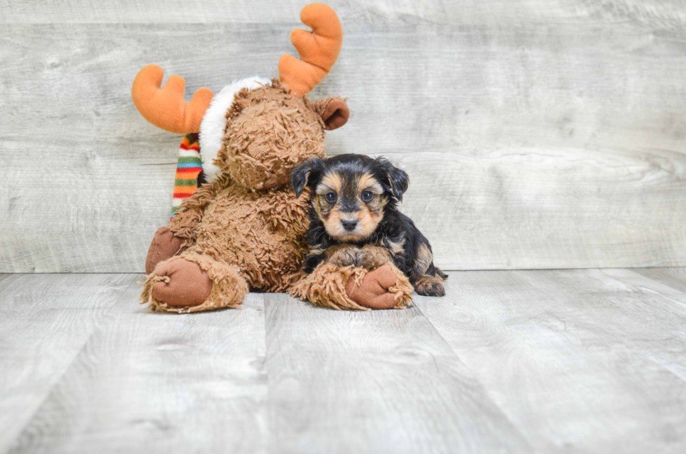 Energetic Yorkie Doodle Poodle Mix Puppy