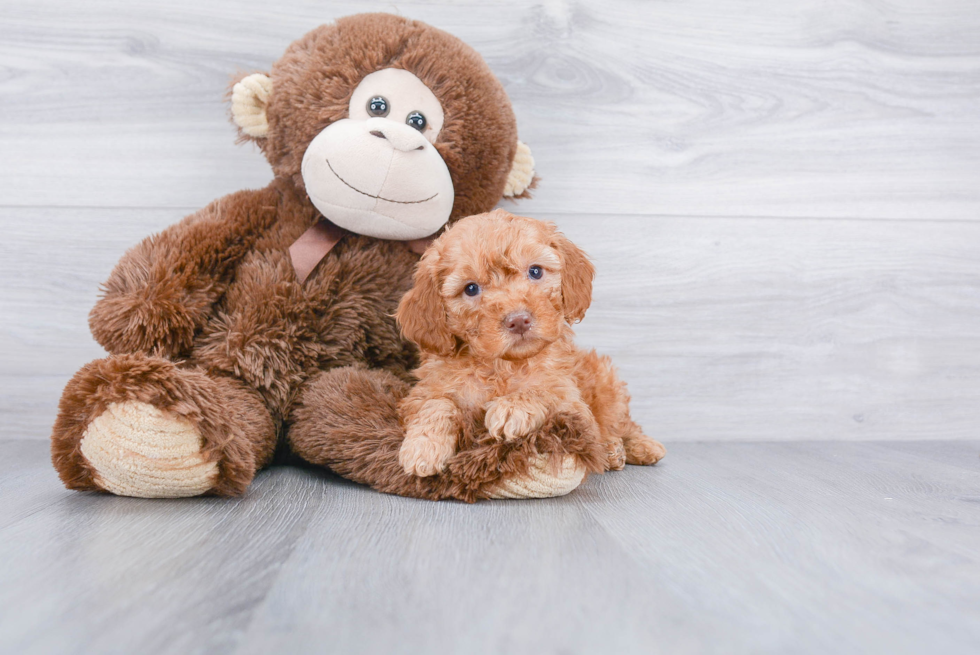 Cute Mini Goldendoodle Baby