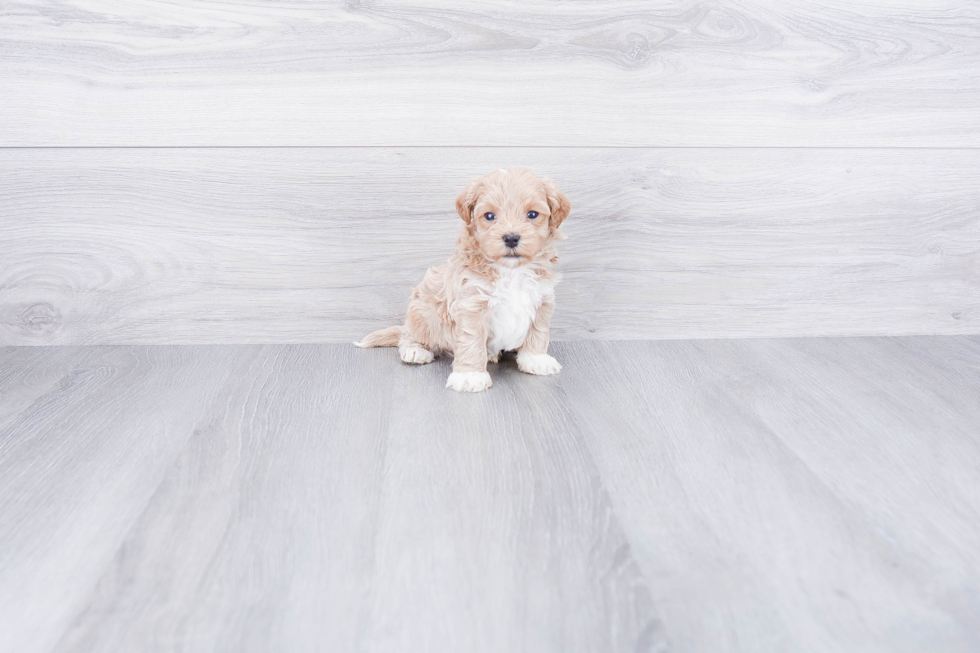 Adorable Maltese Poodle Poodle Mix Puppy