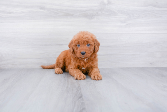 Cute Mini Goldendoodle Baby